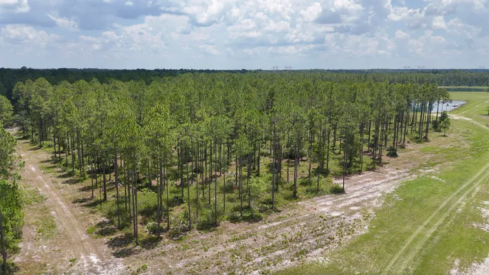 Brandy Branch Lot 2 Forest