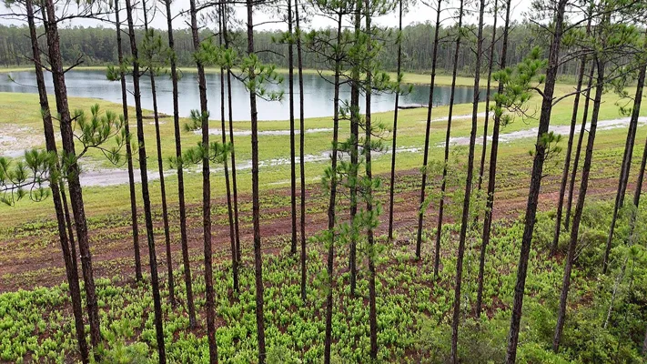 Brandy Branch Lot 4 Trees Pond