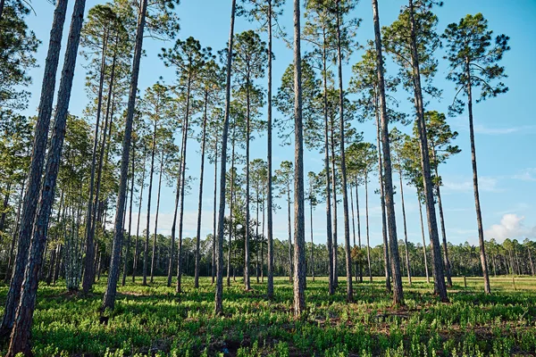 Brandy Branch Lot 4 Trees