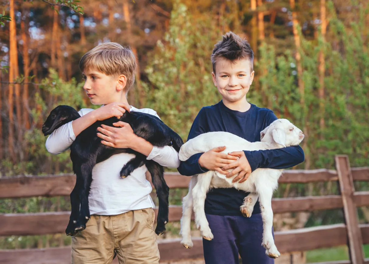 Bulloch County GA Goats