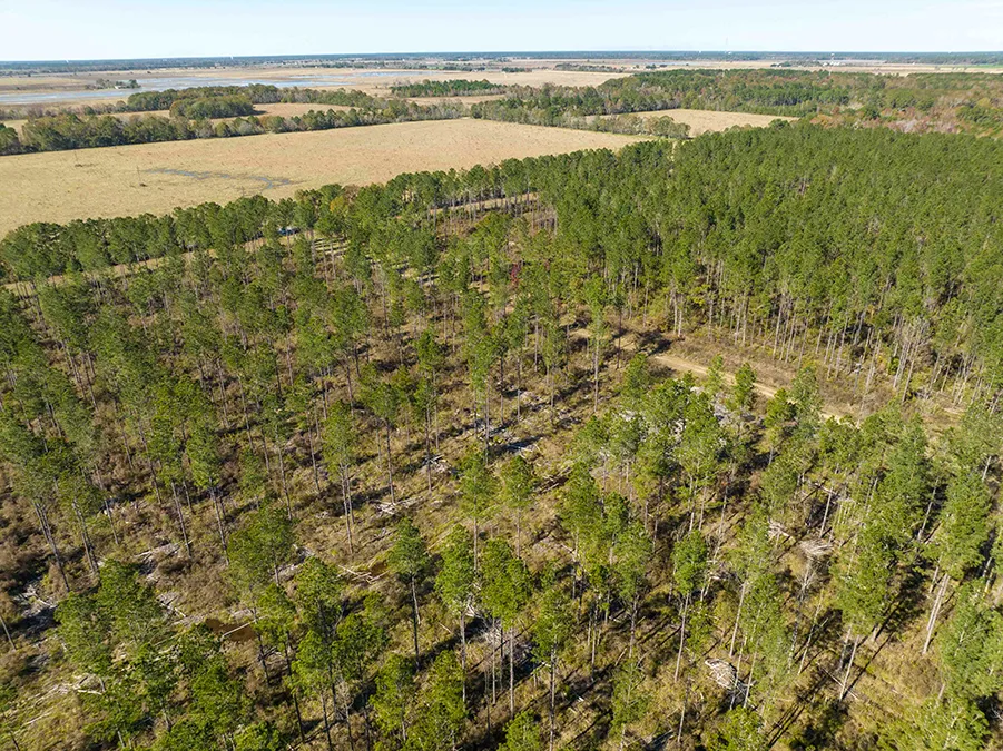 Gander Way Jeff Davis LA 21