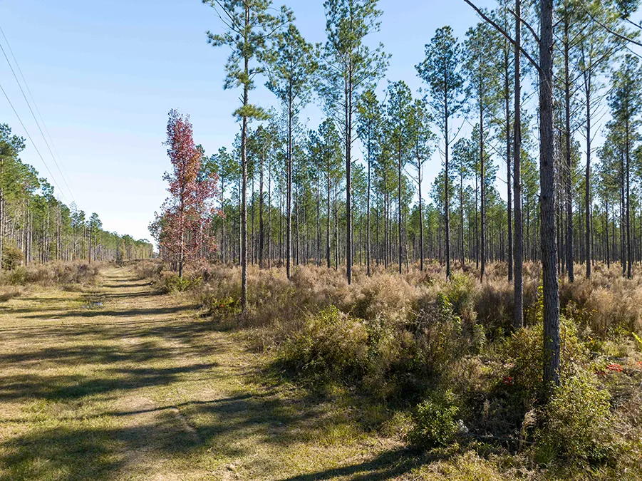 Gander Way Jeff Davis LA 23