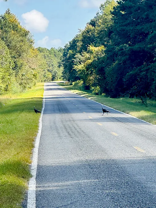 Little Alligator Creek 1