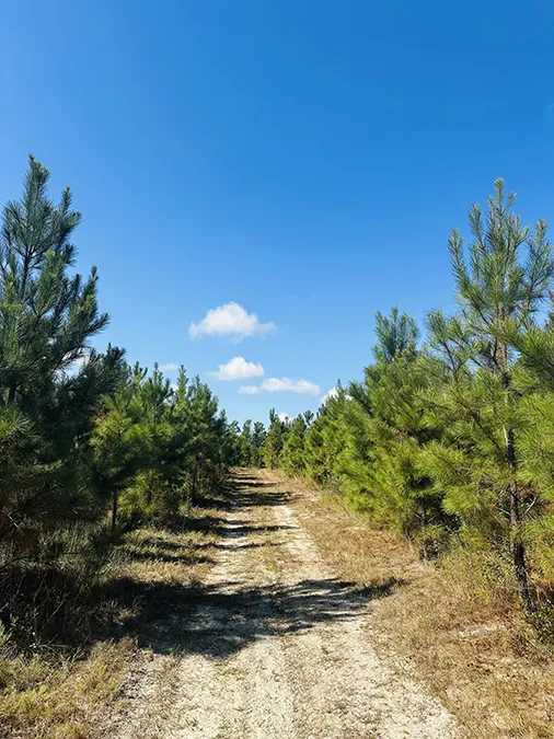 Little Alligator Creek 2