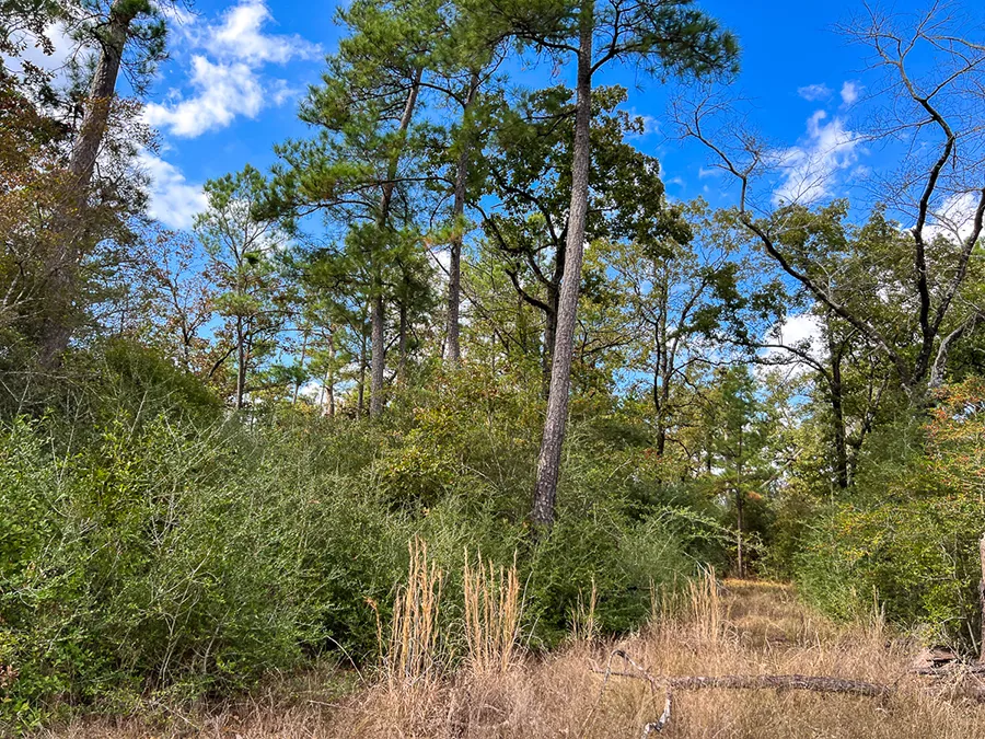 Walker Preserve Trail 2