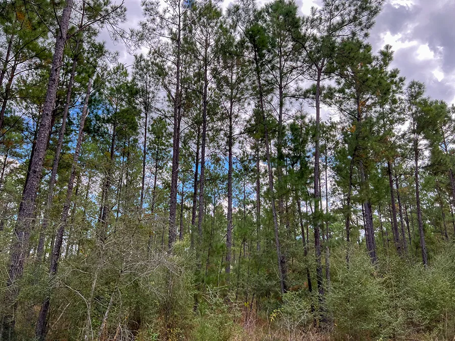 Walker Preserve Trees